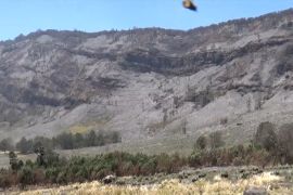 Kerugian akibat kebakaran di Gunung Bromo capai Rp5,4 miliar