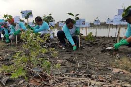 Cegah abrasi, Pertamina tanam 10 ribu bibit mangrove di Pantai Tirang