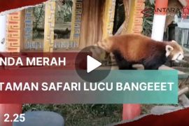 Panda Merah di Taman Safari Cisarua, lucu dan menggemaskan