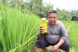 Pertanian organik berbasis EM hasilkan pangan sehat dan melimpah