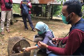 Tercatat 12 orang utan dilepasliarkan ke alam