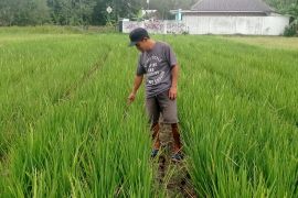 Kemarau panjang, sejumlah petani di Lebak nganggur