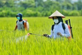 Pemkab Banyuwangi terapkan RTTG antisipasi dampak fenomena El Nino