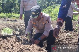 Polres Jayapura tanam 500 bibit cabai Distrik Kaureh
