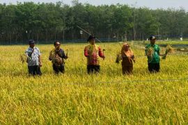 Tapin panen 180 ton padi saat kemarau