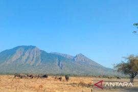 Kunjungan wisata Taman Nasional Baluran Situbondo dibuka kembali