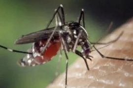 Orang dewasa usia produktif riskan terkena demam berdarah