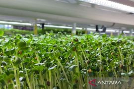 Mengenal budidaya mikrohijauan melalui inovasi "indoor vertical farming"