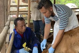 1.218 sapi di Kota Tangerang sudah divaksinasi PMK