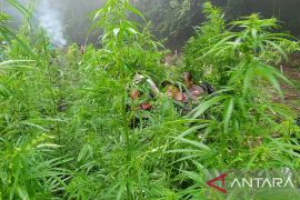 BNN temukan ratusan titik rawan penanaman ganja di Aceh