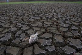 Kekeringan dampak El Nino
