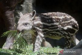 Bayi tapir di Batu