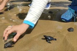 Ratusan ekor tukik dilepas di Pantai Taman Pacitan