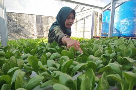 Menanam sayur  di Kampung Atas Air