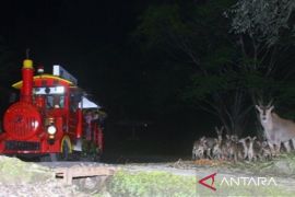 Taman Safari Bogor suguhkan penampilan"Harry Potter" sambut Halloween 2023