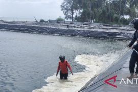 Kelompok budidaya tambak vaname di Abdya diberi bantuan Rp500 juta