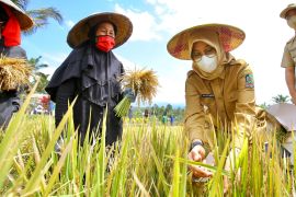Pemkab Banyuwangi antisipasi ketersediaan stok beras dampak El Nino