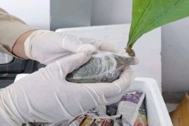 Kantor Karantina Pertanian Timika periksa 50 bibit tanaman sarang semut