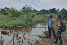 Belasan hewan ternak di Aceh Jaya diterkam buaya