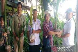 Petani Mandailing Natal dapat bantuan bibit kelapa unggul dari Kementan