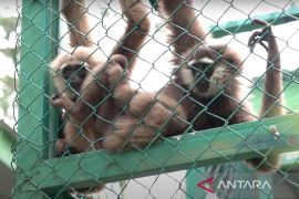 Kampoeng Reklamasi PT Timah rehabilitasi 126 satwa langka