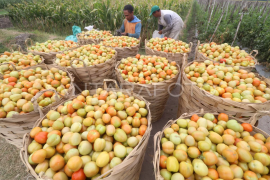 Nilai tukar petani naik