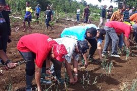 SMKN 4 Pertanian Biak siapkan satu hektare tanaman pangan lokal keladi