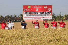 Program ketahanan pangan Pemkab Tabanan produksi padi organik