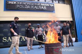 Polda Kalbar memusnahkan barang bukti 1,5 kilogram ganja