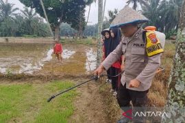 Bantu petani, Bhabinkamtibmas di Palas semprotkan pupuk organik cair ke bibit padi
