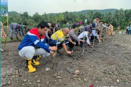 PT Pertamina kolaborasi pemda tanam mangrove cegah abrasi
