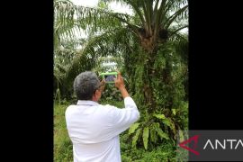 Akademisi Unand ciptakan sensor pendeteksi kematangan buah sawit