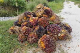 Harga TBS sawit di Kalbar merangkak naik