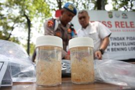 Pemerintah awasi titik-titik rawan penyelundupan lobster di Bandara Soetta