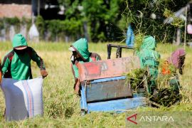 Situbondo terapkan sistem bergiliran mengairi sawah dampak El Nino