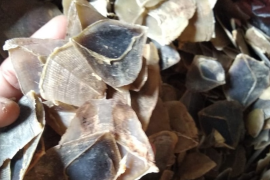 Terdakwa kasus sisik trenggiling di Pontianak dituntut 2,5 tahun penjara