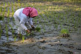 Penurunan nilai tukar petani NTB akibat fluktuasi harga komoditas pertanian