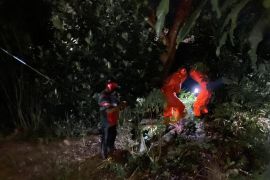 Petugas Damkar eksekusi sarang tawon vespa di Bintan