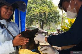 Distan Tapin vaksin ratusan hewan cegah penyakit