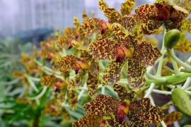 Taman Angrek Sri Soewedi Jambi budidayakan angrek macan