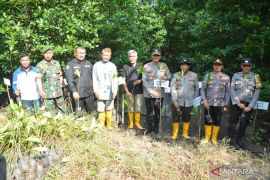 Polda Kepri tanam ratusan bibit mangrove untuk penghijauan