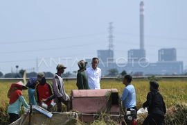 Presiden Jokowi meninjau panen padi di Indramayu Page 1 Small