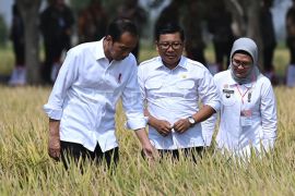 Presiden Jokowi meninjau panen padi di Indramayu Page 1 Small