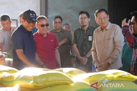 Pj Gubernur Babel: stok beras di Belitung aman hingga akhir tahun