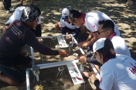 "Big Wave" lestarikan ekosistem melalui penanaman terumbu karang