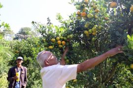 Teknologi EM hasilkan pangan sehat dan pertanian berkelanjutan