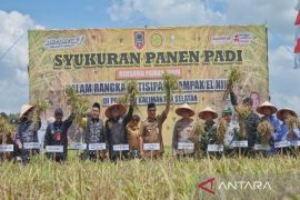 Gubernur Kalsel panen raya padi seluas 300 hektare di desa Panggalaman
