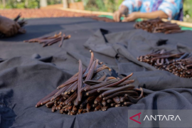 LPEI, DJKN, dan DJBC bersinergi tingkatkan potensi ekspor vanili NTT