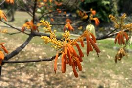 Tarik wisatawan, Kebun Raya Purwodadi tawarkan Keindahan tumbuhan Mata Lembu