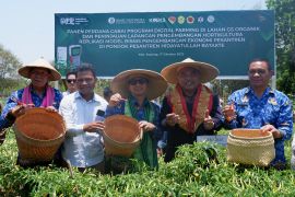 BI NTT dukung produksi pangan strategis lewat digital farming
